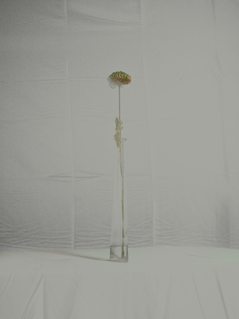 MATTHEW SWARTS FLOWER STUDIES DSC1950 1E