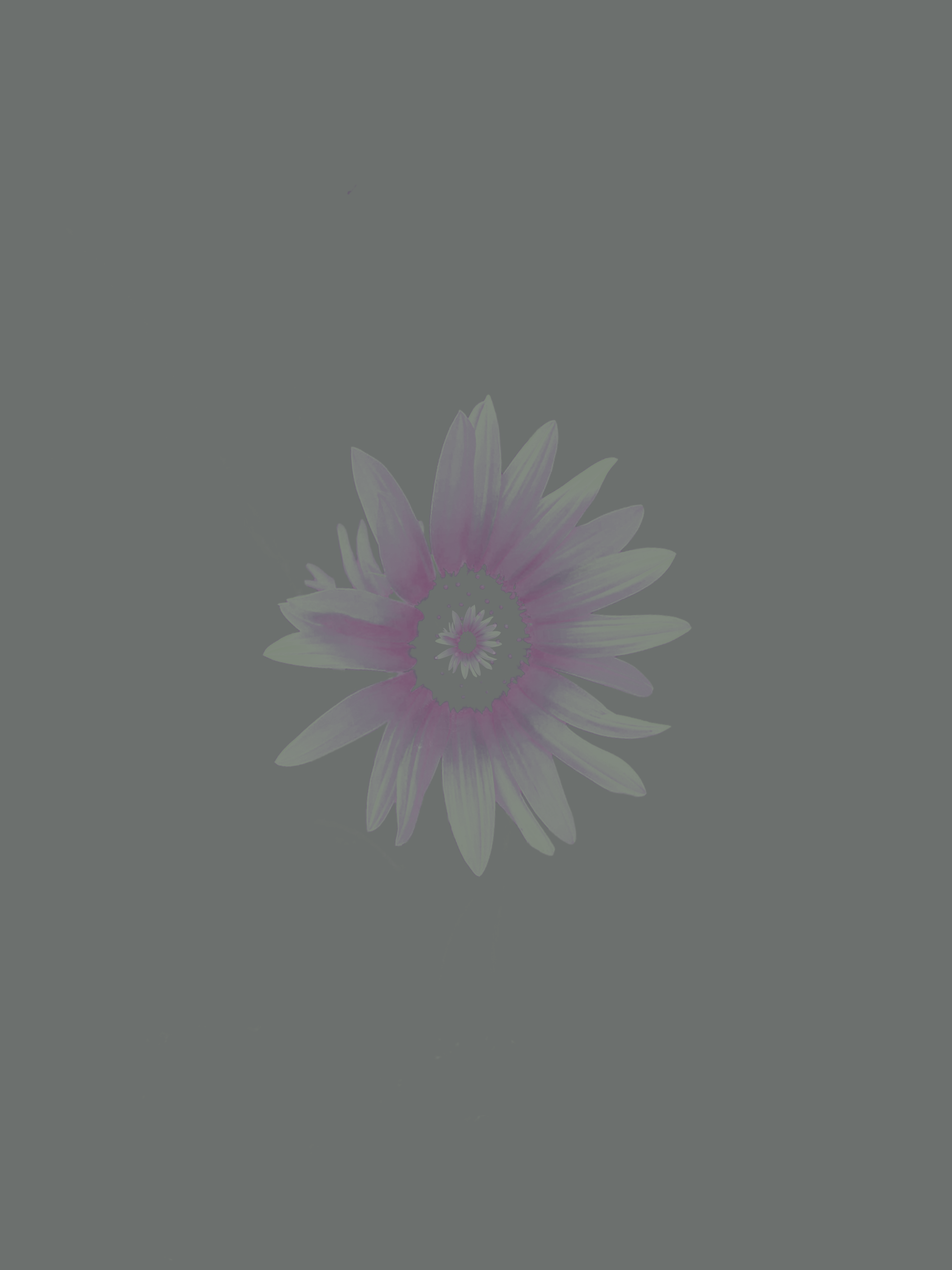 MATTHEW SWARTS A single daisy-like flower with purple and blue petals, centered on a plain blue background, highlights contemporary visual photography.
