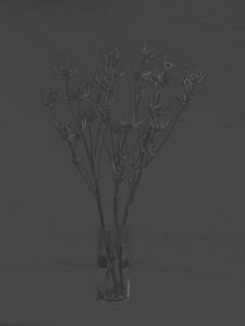MATTHEW SWARTS  DSC2153 1B