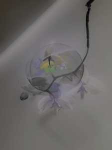 MATTHEW SWARTS  IMG 3931 1D2A