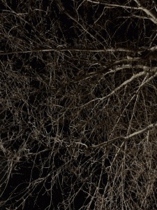 MATTHEW SWARTS  IMG 0203