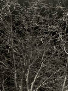 MATTHEW SWARTS  IMG 0205