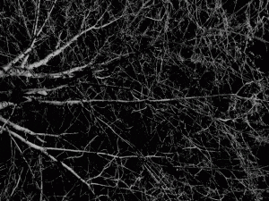 MATTHEW SWARTS  IMG 0206