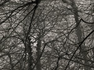 MATTHEW SWARTS  MATTHEWSWARTSBRANCHONE
