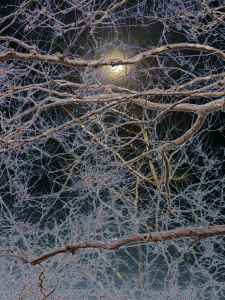 MATTHEW SWARTS  IMG 0739 1A2