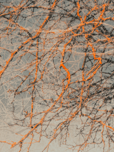 MATTHEW SWARTS  IMG 0739 1E2