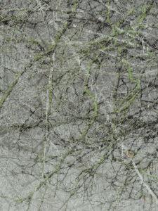 MATTHEW SWARTS  IMG 0739 1E5