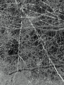 MATTHEW SWARTS  IMG 0739 1E7
