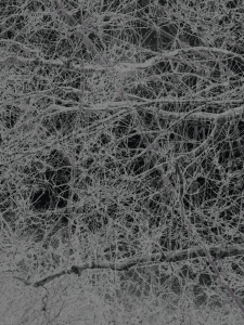 MATTHEW SWARTS  IMG 0739 1E8