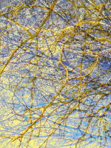 MATTHEW SWARTS  IMG 0739 1I 1O