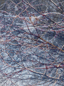 MATTHEW SWARTS  IMG 0739 1J