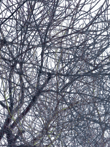 MATTHEW SWARTS BRANCHES IMG 4912 1 1F 2