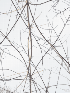 MATTHEW SWARTS BRANCHES IMG 6926C2B 1