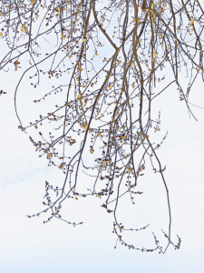 MATTHEW SWARTS BRANCHES IMG 7058 1G 1