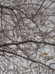 MATTHEW SWARTS BRANCHES IMG 9097 1A 1