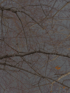 MATTHEW SWARTS BRANCHES IMG 9097 1B 1