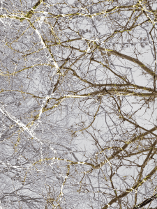 MATTHEW SWARTS BRANCHES IMG 9099 1 1D 1