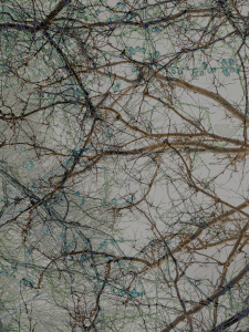 MATTHEW SWARTS BRANCHES IMG 9099 1 1E 1
