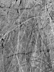 MATTHEW SWARTS  IMG 9982 1N 1