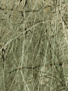 MATTHEW SWARTS  IMG 9982 1O