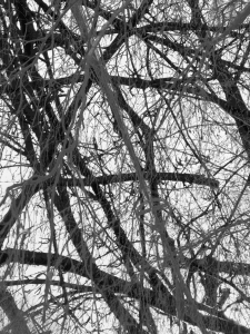 MATTHEW SWARTS BRANCHES MATTHEWSWARTSIMG 88521G5H 2