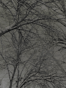 MATTHEW SWARTS BRANCHES IMG 2528 1E