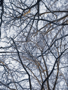 MATTHEW SWARTS BRANCHES IMG 4898 1 1B2