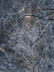MATTHEW SWARTS BRANCHES IMG 4898 1 1B4E