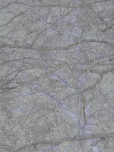 MATTHEW SWARTS BRANCHES IMG 4898 1 1B4G