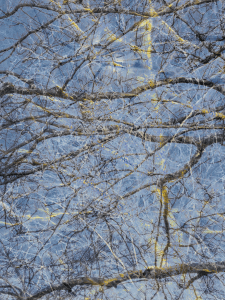 MATTHEW SWARTS BRANCHES IMG 4898 1 1B4HW