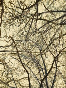 MATTHEW SWARTS BRANCHES IMG 4898 1 1C