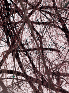 MATTHEW SWARTS BRANCHES IMG 8852 1E2