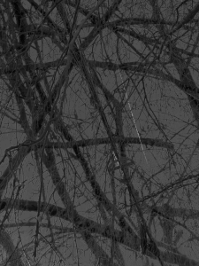 MATTHEW SWARTS BRANCHES IMG 8852 1G