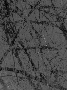 MATTHEW SWARTS BRANCHES IMG 8852 1G5G