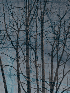 MATTHEW SWARTS BRANCHES IMG 9013 1GW