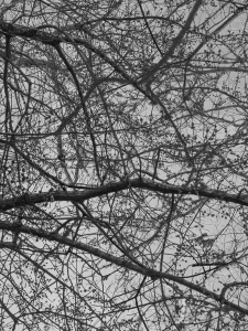 MATTHEW SWARTS BRANCHES IMG 9097 1A2G