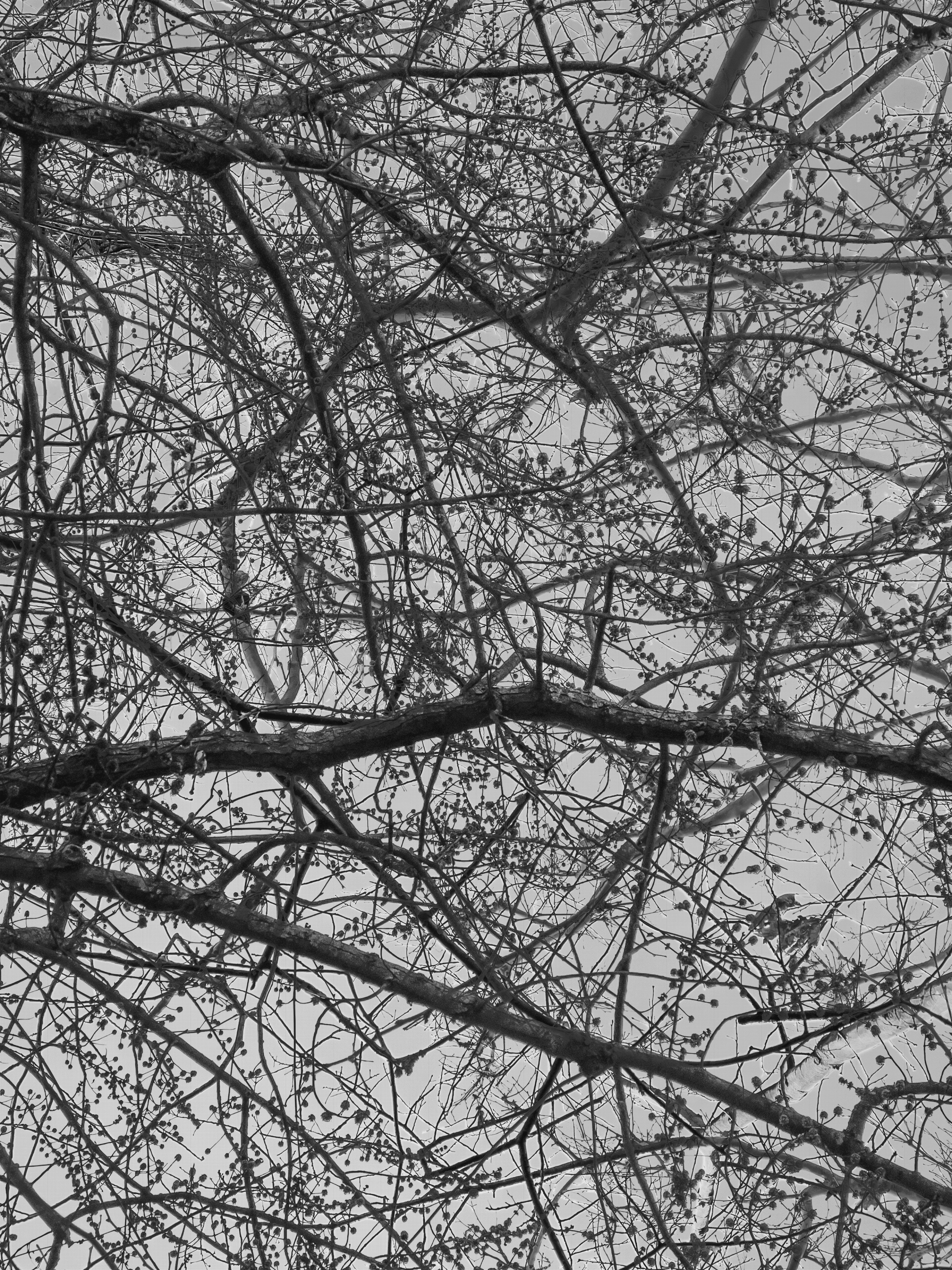 MATTHEW SWARTS BRANCHES img 9097 1a2g