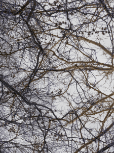 MATTHEW SWARTS BRANCHES IMG 9099 1 1E2 2