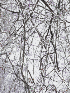 MATTHEW SWARTS BRANCHES IMG 9342 1B