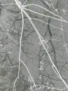 MATTHEW SWARTS BRANCHES IMG 9342 1D