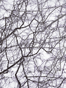 MATTHEW SWARTS BRANCHES IMG 9348 1BC