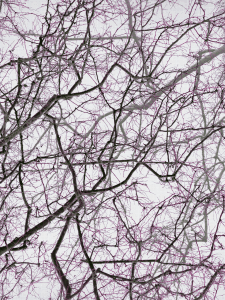 MATTHEW SWARTS BRANCHES IMG 9348 1C