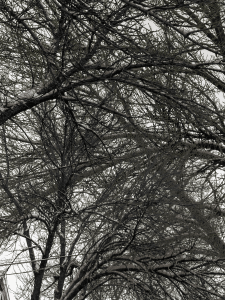 MATTHEW SWARTS BRANCHES MATTHEWSWARTSLIMG 2528 1F2A COPYB