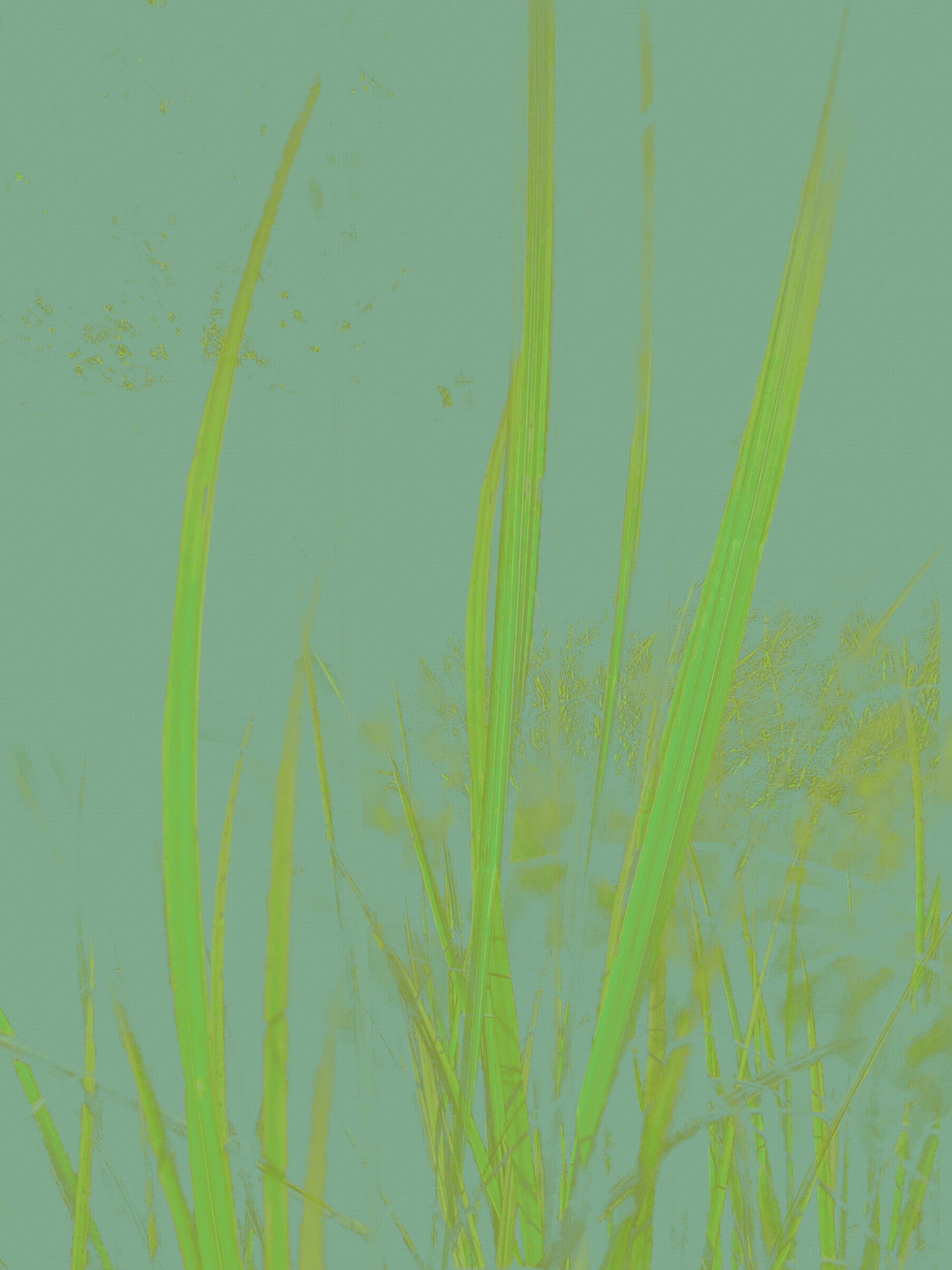 MATTHEW SWARTS IMG 2188 1D