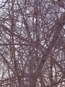 MATTHEW SWARTS  IMG 2428 1A