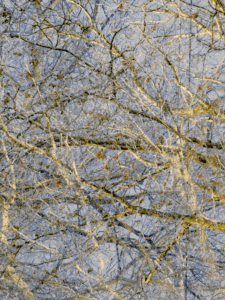 MATTHEW SWARTS  IMG 4901 1 1C