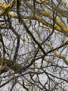 MATTHEW SWARTS  IMG 6164 1 1A 1B