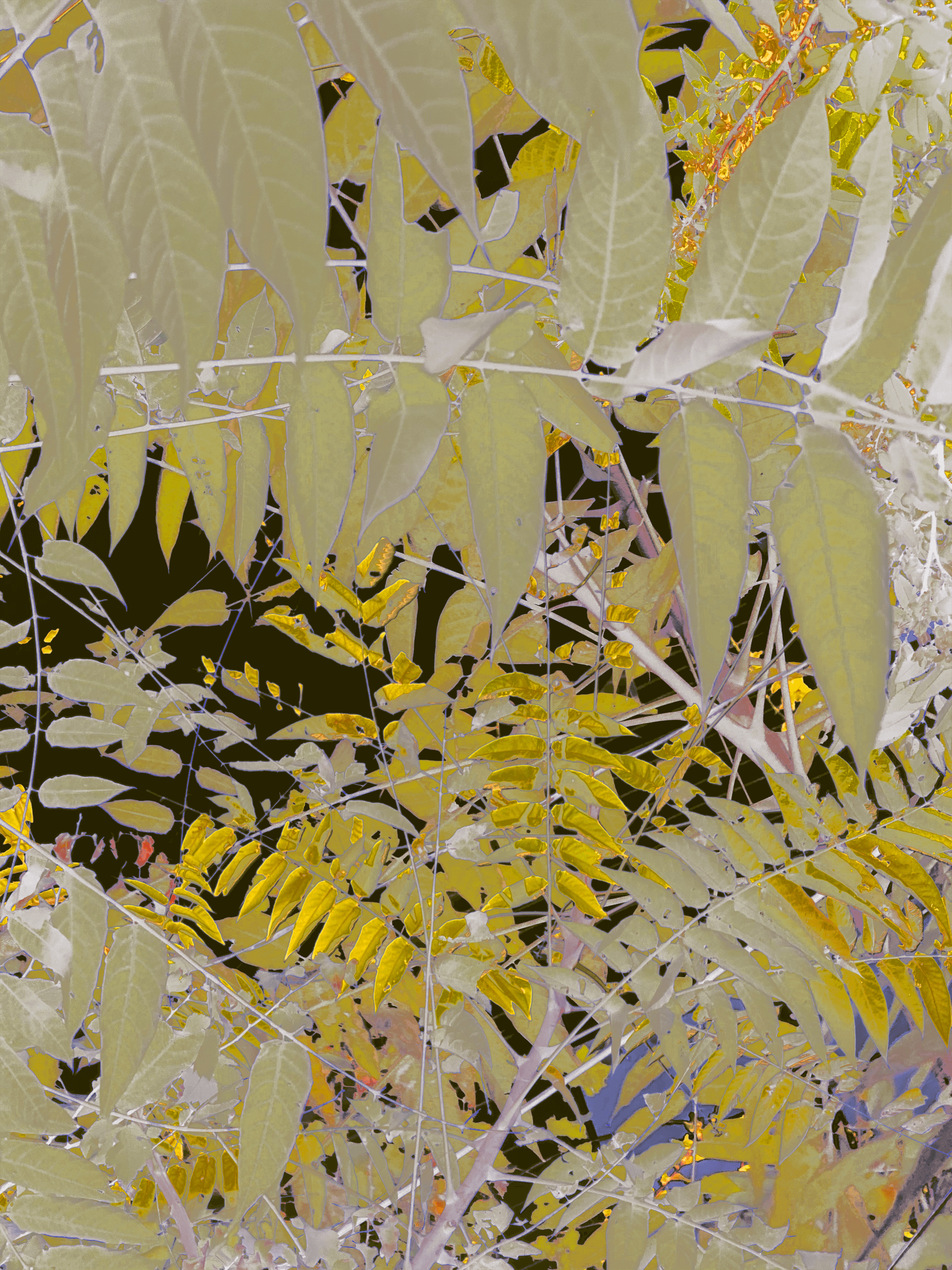 MATTHEW SWARTS IMG 9725A