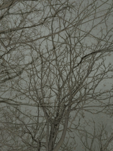 MATTHEW SWARTS  IMG 4406 12D