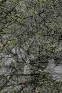 MATTHEW SWARTS  DSC00116 1A2A